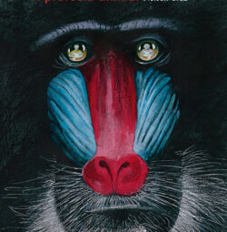 Capa do livro A profecia animal, de Nelson Cruz. A imagem mostra em close o rosto de um mandril, com destaque para suas cores vivas: o nariz vermelho vibrante e as laterais do rosto em azul. O fundo é escuro, o que realça ainda mais os traços faciais do animal. Nos olhos do mandril, vê-se o reflexo de do autor, desenhando. No canto superior esquerdo, em letras vermelhas e brancas, está o título do livro e o nome do autor: “A profecia animal — Nelson Cruz”.